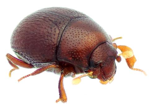 Réf. 318 213 : Bacanius punctiformis