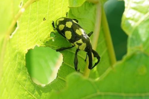 Alcidodes leucospilus