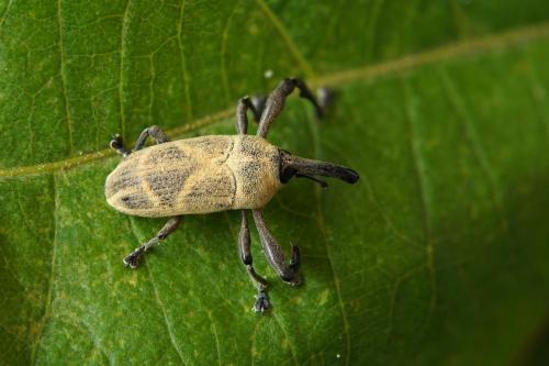 Alcidodes leucospilus
