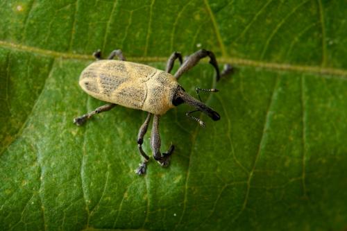 Alcidodes leucospilus