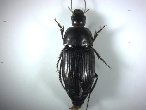 Amara sp.