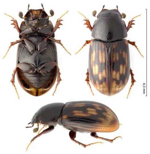 Chilothorax paykulli
