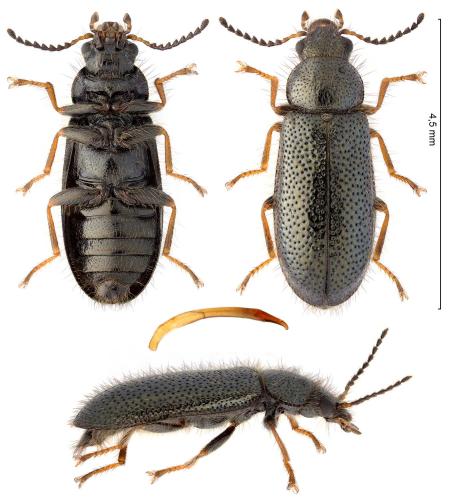 Aplocnemus nigricornis