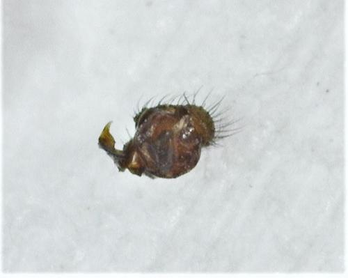 Microneta viaria