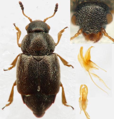 Réf. 318 332 : Brachypterus curtulus