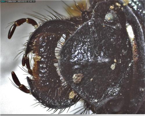 Réf. 318 417 : Geotrupes mutator