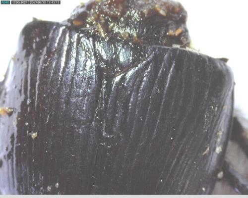 Réf. 318 418 : Geotrupes mutator