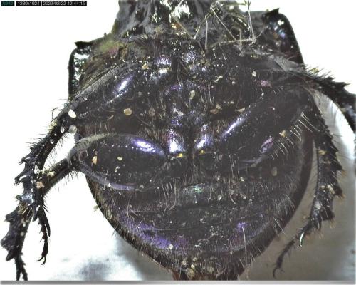 Réf. 318 419 : Geotrupes mutator