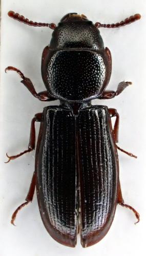 Tenebroides mauritanicus