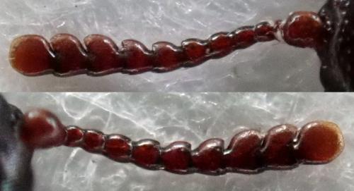 Tenebroides mauritanicus