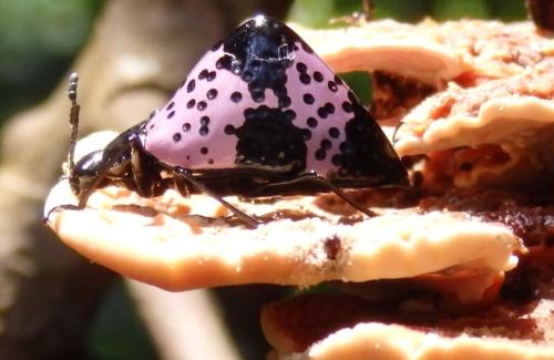 Cypherotylus sp.