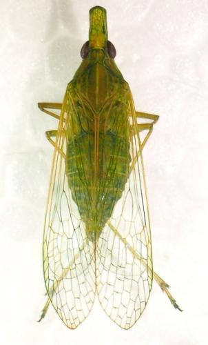 Dictyopharinae