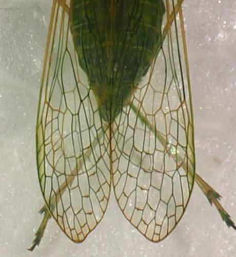 Dictyopharinae
