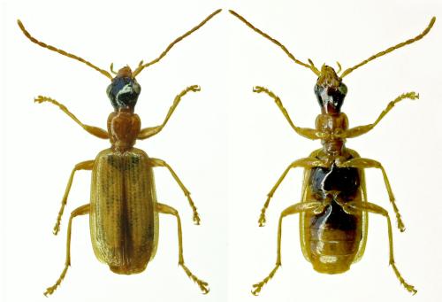 Réf. 318 797 : Demetrias atricapillus
