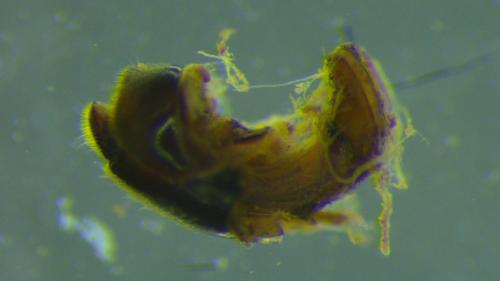 Réf. 318 917 : Choleva angustata