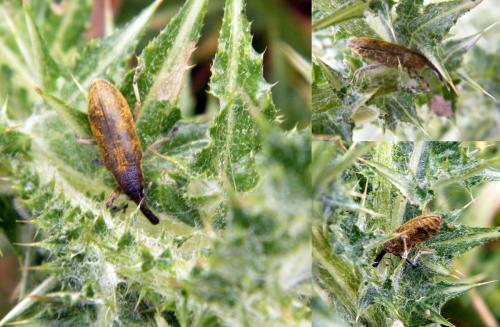 Réf. 318 141 : Lixus pulverulentus