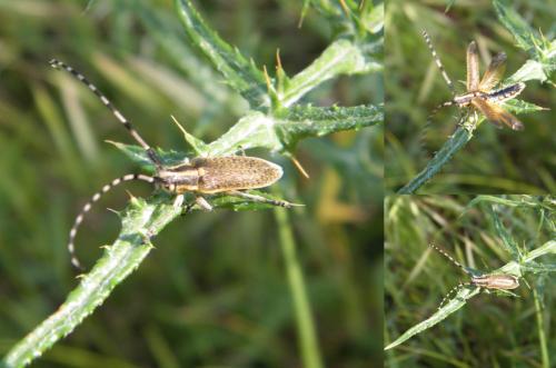 Réf. 318 284 : Agapanthia dahli