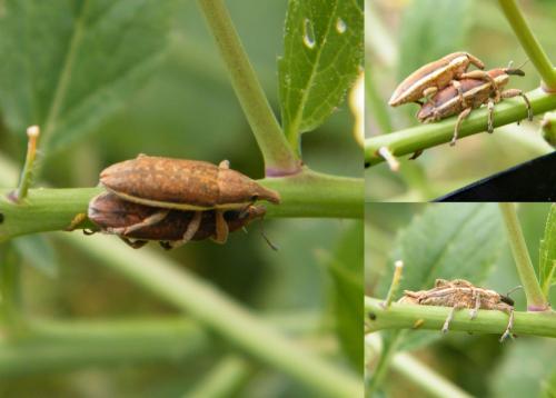 Réf. 318 340 : Lixus ochraceus