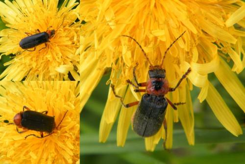 Réf. 318 635 : Cantharis rustica