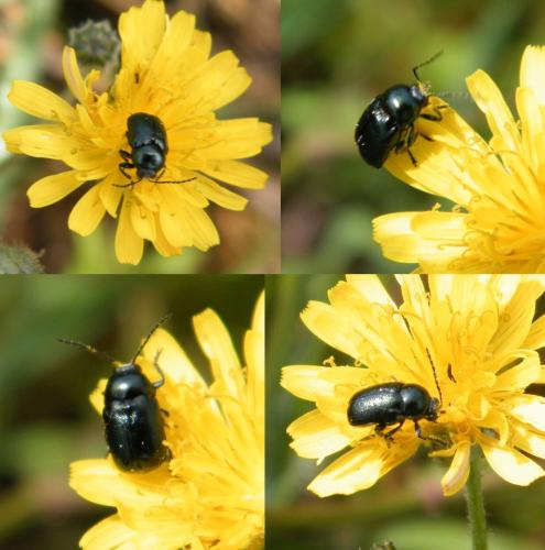 Réf. 318 128 : Cryptocephalus violaceus