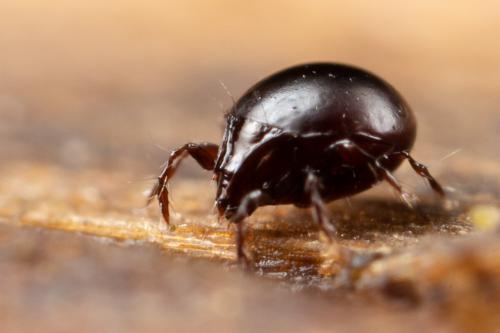 Réf. 318 760 : Conoppia sp.
