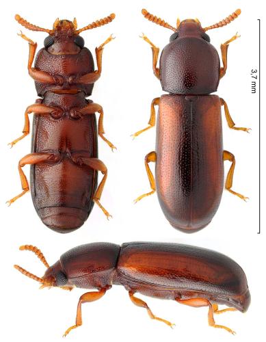 Réf. 318 913 : Corticeus suturalis