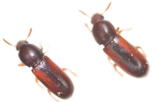 Réf. 318 937 : Corticeus suturalis