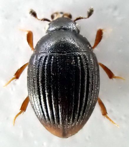 Cryptopleurum crenatum