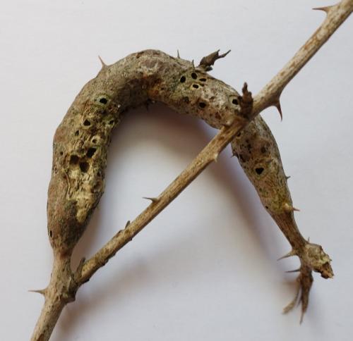 Diastrophus rubi