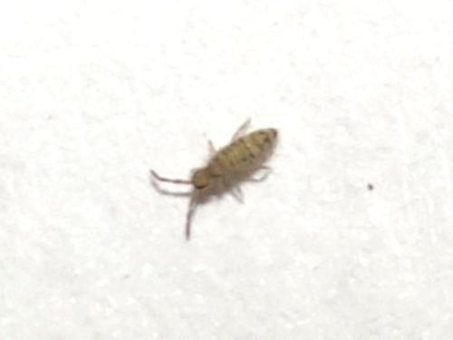 Réf. 318 414 : Entomobrya multifasciata