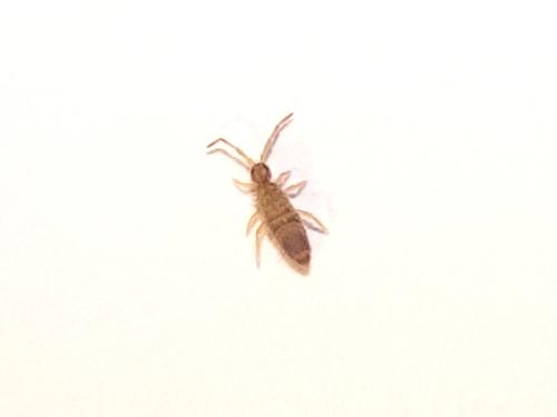 Réf. 318 415 : Entomobrya multifasciata