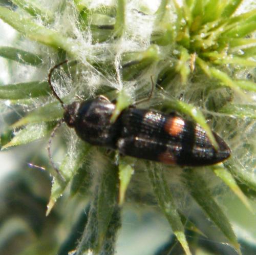 Cardiophorus biguttatus