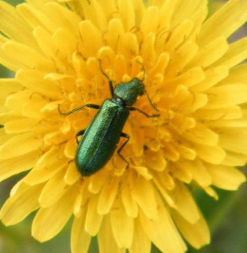 Réf. 318 144 : Psilothrix viridicoerulea