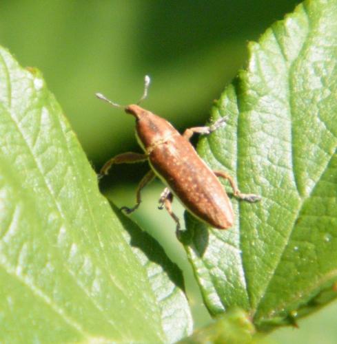 Lixus sp.