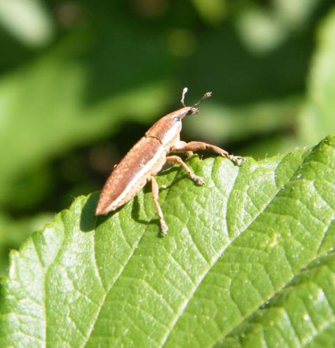 Lixus sp.