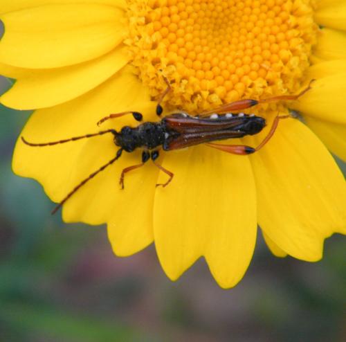 Réf. 318 267 : Stenopterus rufus