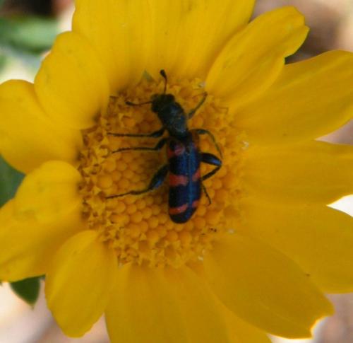 Réf. 318 211 : Trichodes leucopsideus