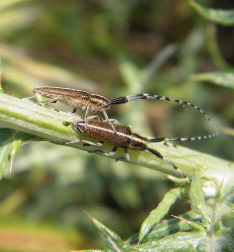 Agapanthia cardui