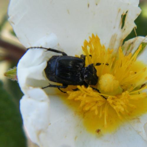 Réf. 318 170 : Valgus hemipterus
