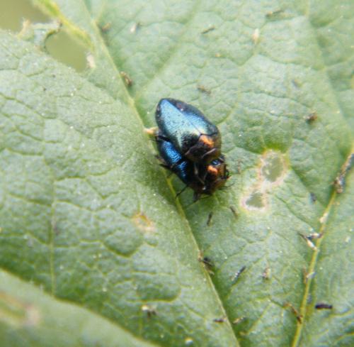 Réf. 318 299 : Trachys troglodytiformis