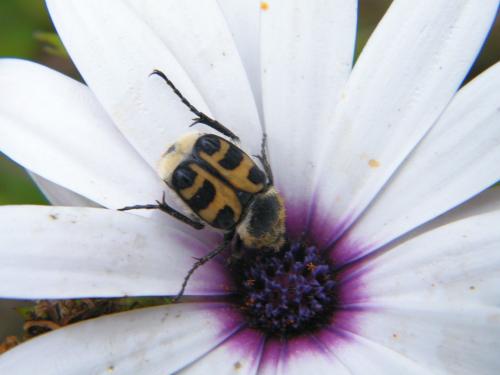 Réf. 318 366 : Trichius gallicus