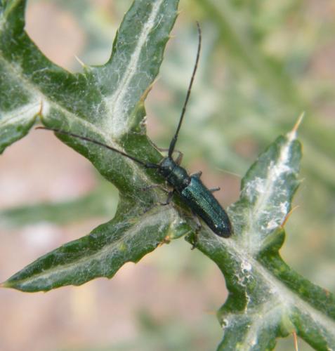 Réf. 318 370 : Agapanthia violacea