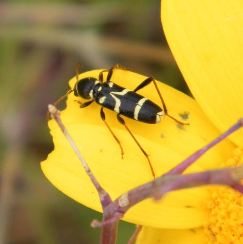 Réf. 318 307 : Clytus rhamni