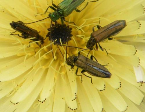 Oedemera flavipes