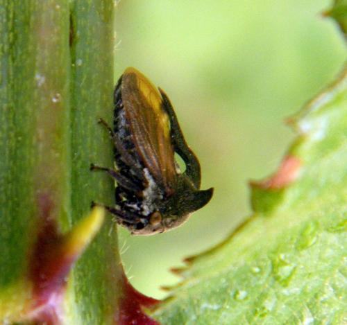 Réf. 318 440 : Centrotus cornutus