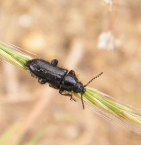 Réf. 318 405 : Dasytinae inconnu