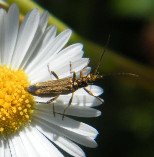 Oedemera barbara