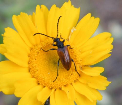 Pseudovadonia livida