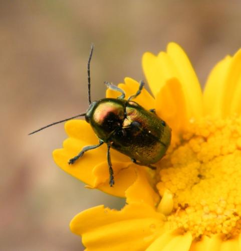 Réf. 318 608 : Cryptocephalus globicollis