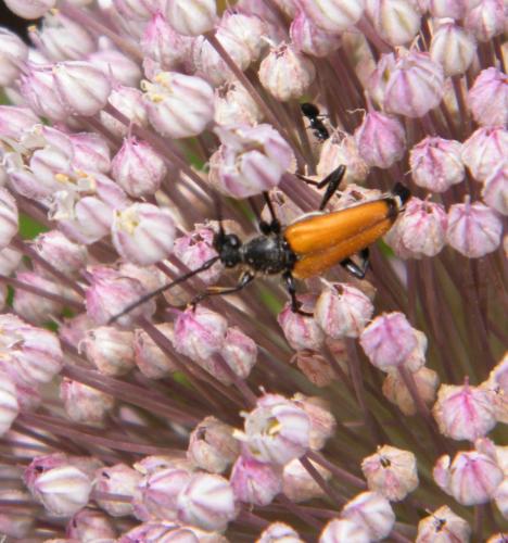 Réf. 318 984 : Stictoleptura fulva